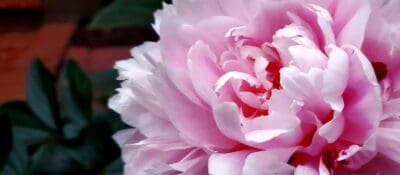 Dana Weekes Photo for Post