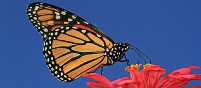 Monarch_-_Danaus_plexippus,_Meadowood_Farm,_Mason_Neck,_Virginia_(37511759942)