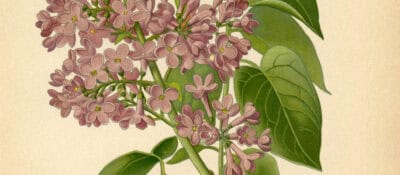Vintage-Botanical-Printable-Lilacs-GraphicsFairy3