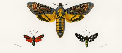 Zygaena filipendulae (Six-spot burnet), Acherontia atropos (Death's-head Hawkmoth), Syntomis phegea (Nine-spotted moth)
