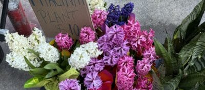 hyacinthconcrete